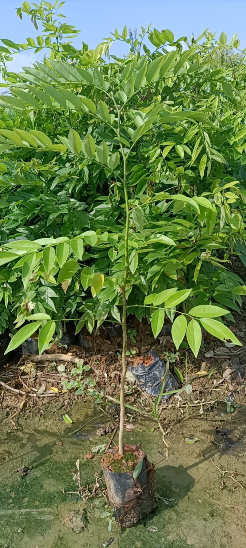 黄花梨树苗小袋种植苗木场
