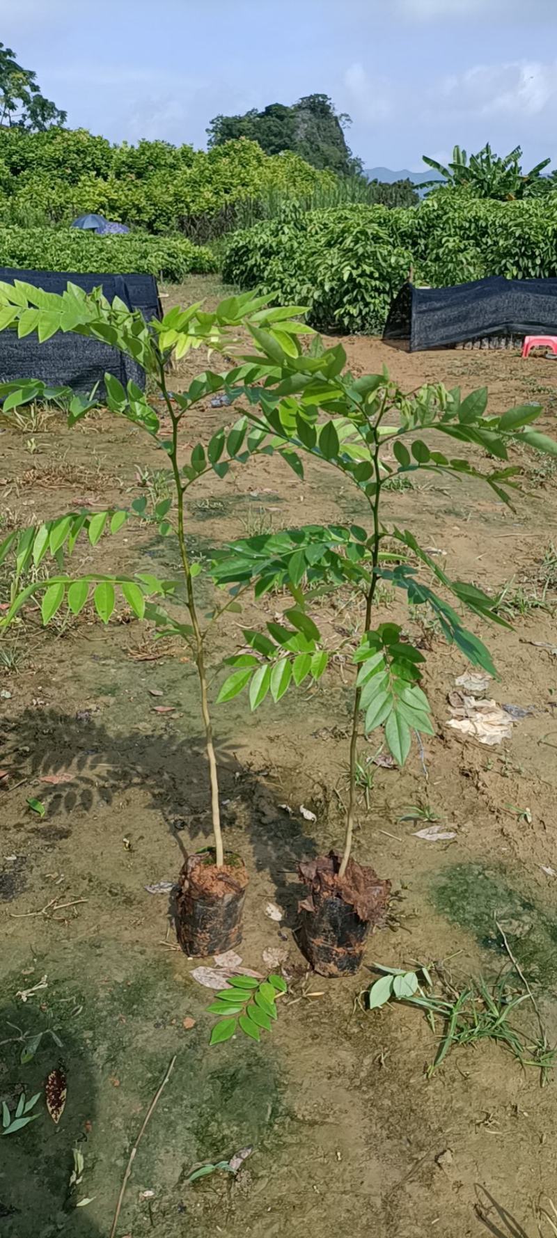 黄花梨树苗小袋种植苗木场