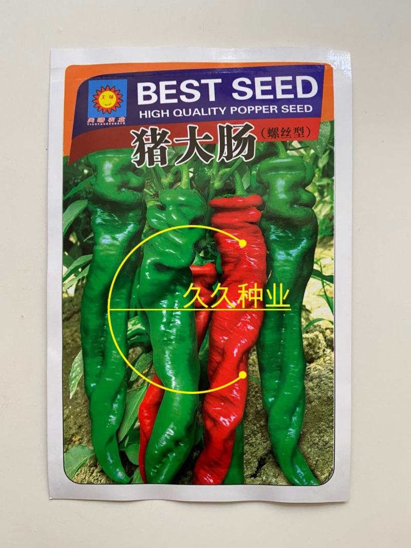 辣椒种子螺丝椒种子四季蔬菜种子杂交高产香辣特大螺丝椒种子