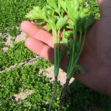芹菜苗