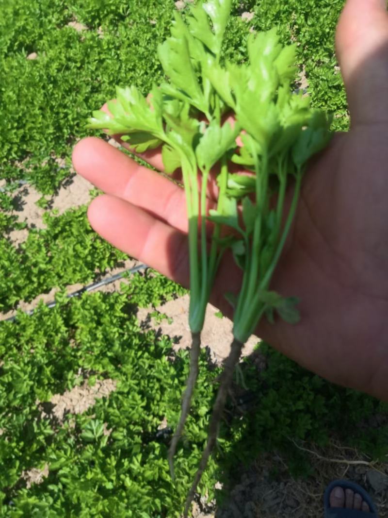 芹菜苗