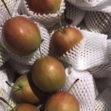 新梨七号大量上市，果面干净口感好价格便宜大量有货