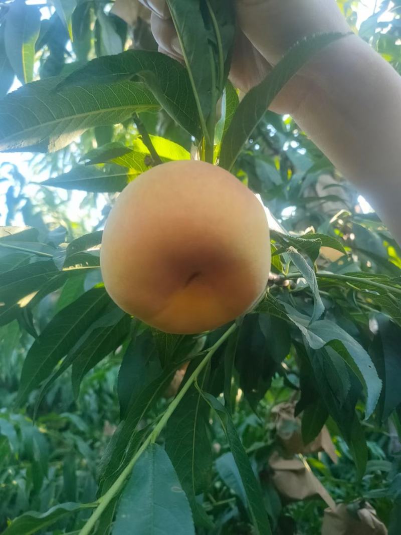 中盘7蟠桃