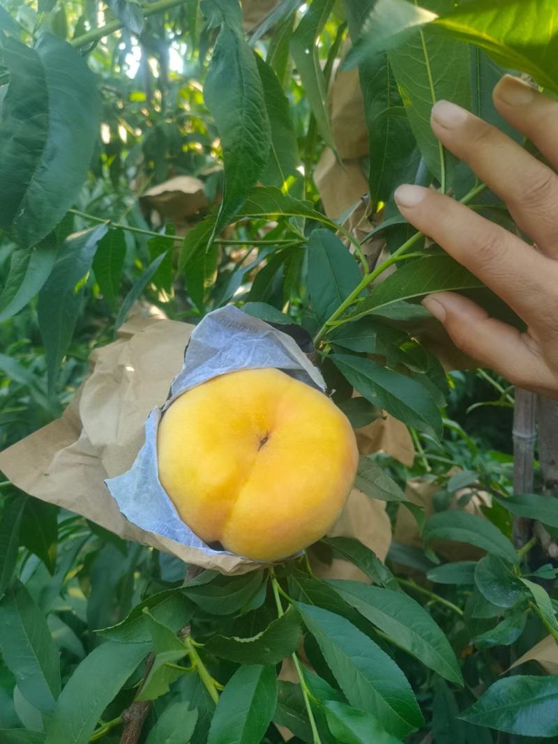 中盘7蟠桃