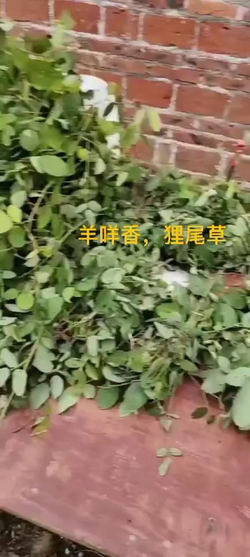 2022现釆现发，广东正宗假地豆，又叫羊咩香干货