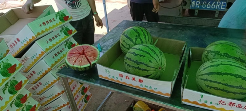 【精】安徽西瓜阜阳无籽美都8424品种齐全产地直发欢迎来电