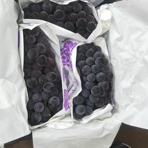 京亚葡萄河北精品葡萄，套袋果，产地直供，欢迎来电