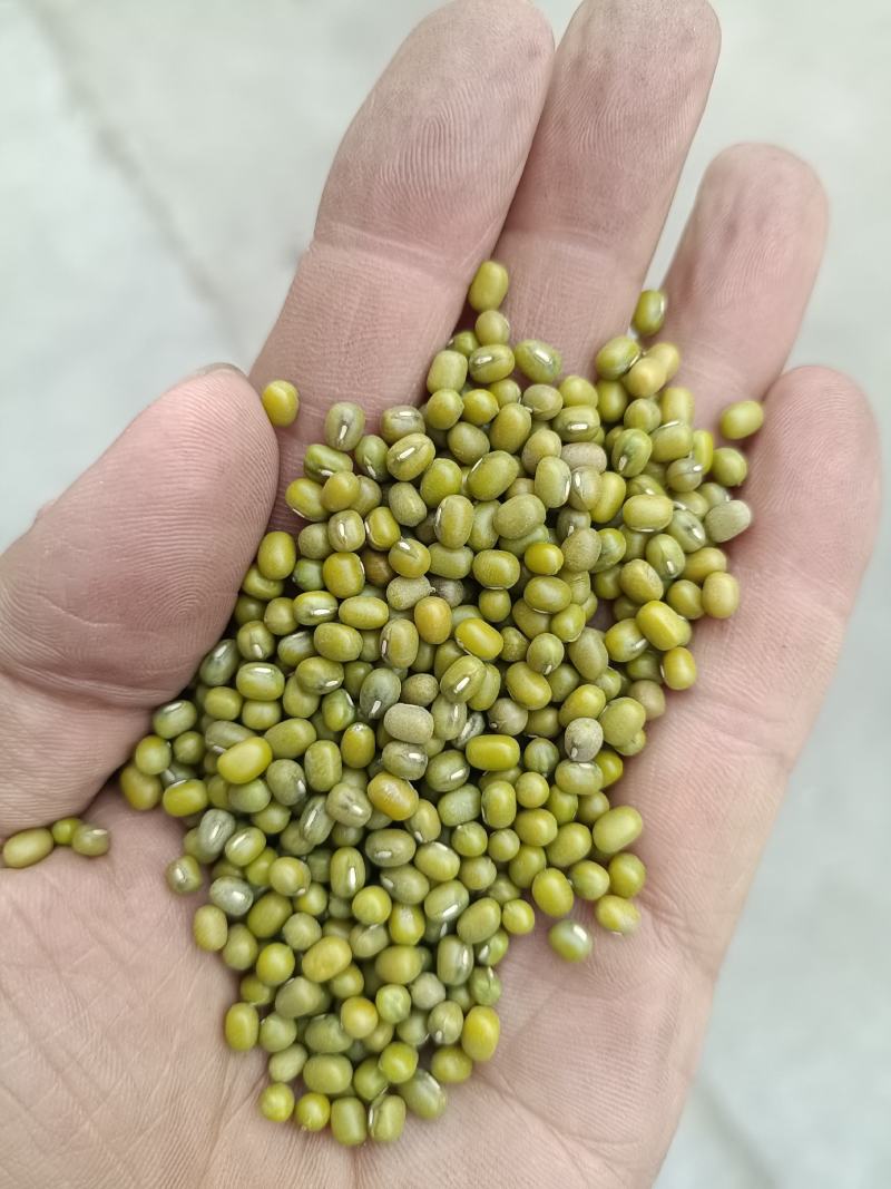 绿豆芽豆！进口！东北芽豆！品种齐全！一件起发