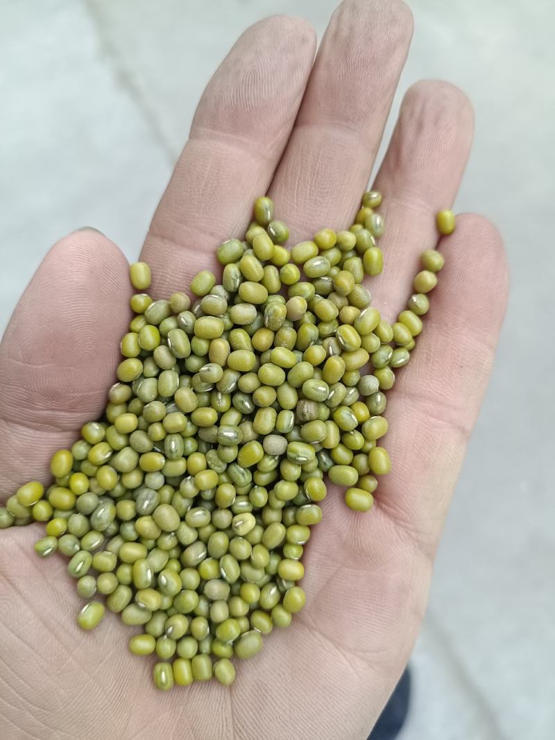 绿豆芽豆！进口！东北芽豆！品种齐全！一件起发