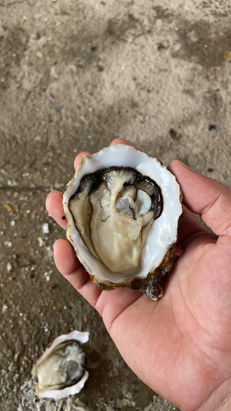 湛江三倍体，全规格。大蚝，特大蚝