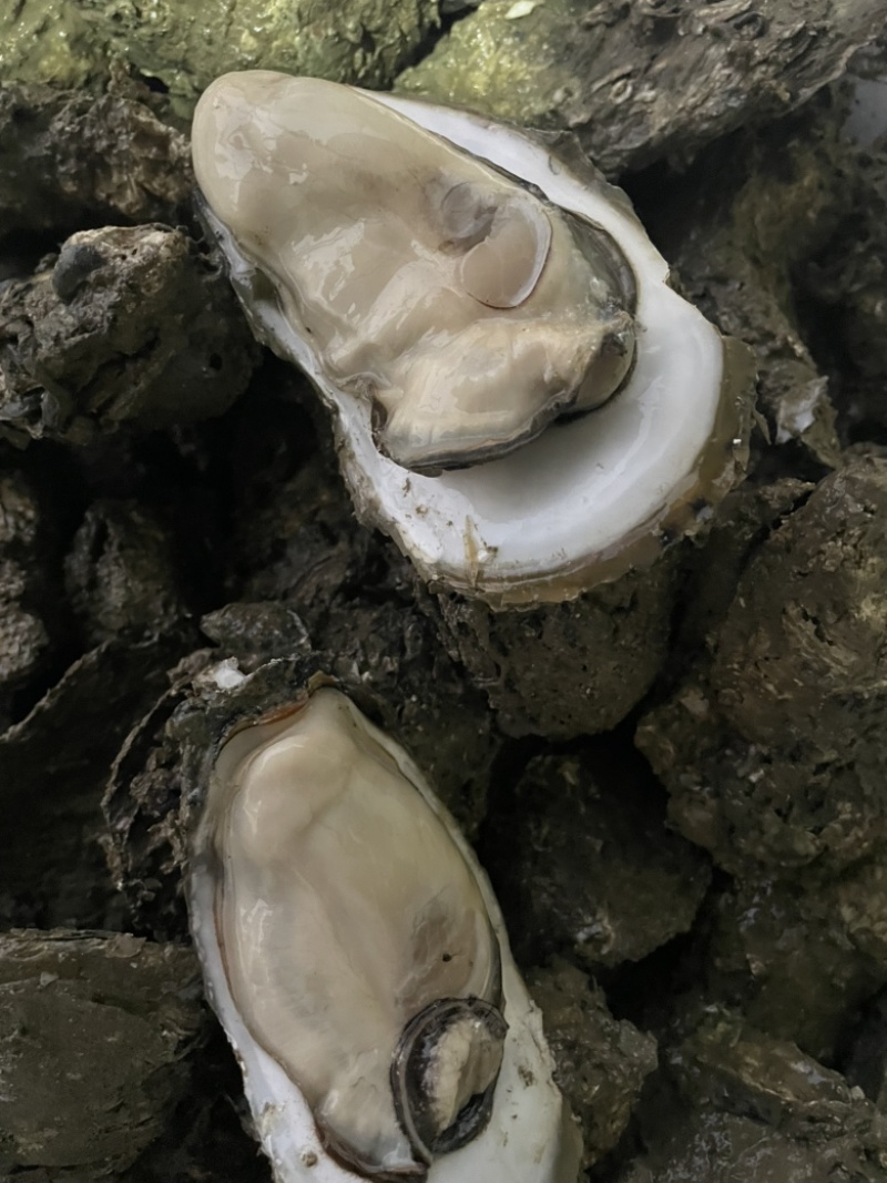 湛江三倍体，全规格。大蚝，特大蚝