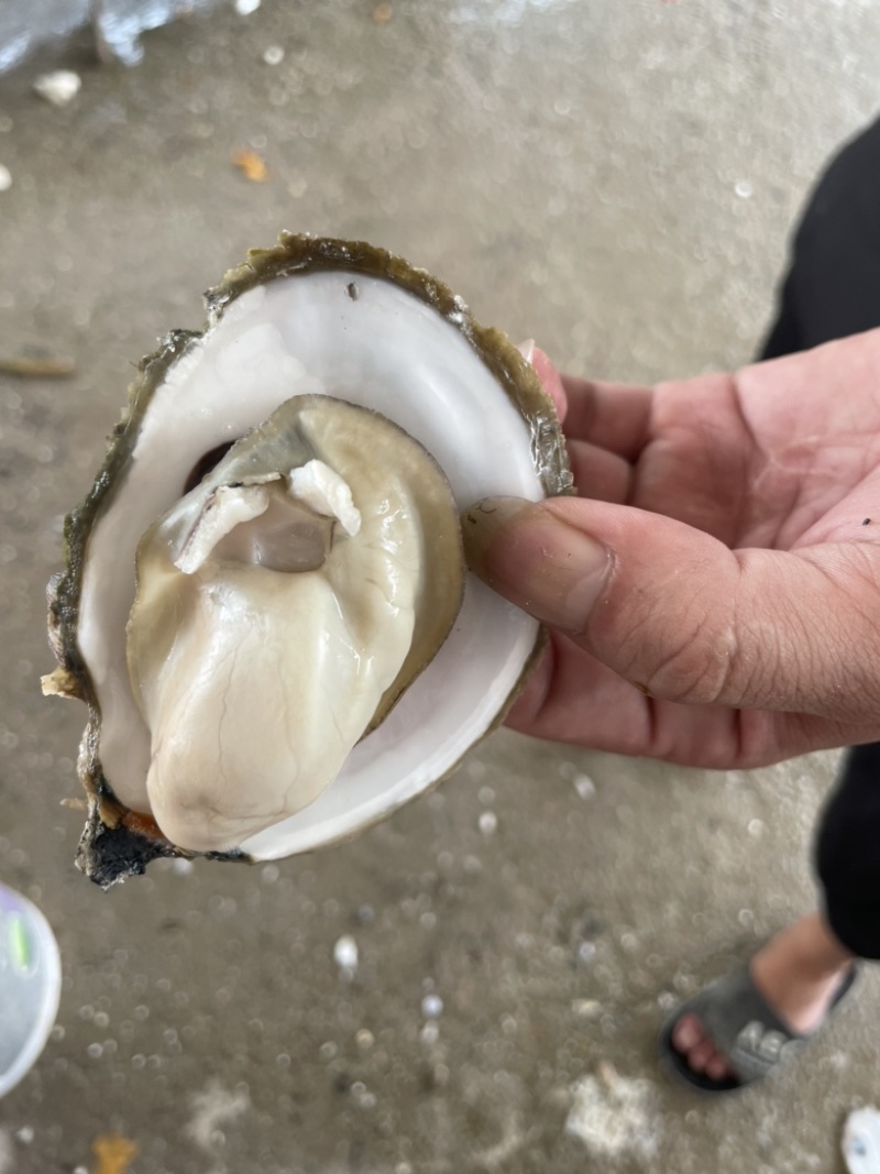 湛江三倍体，全规格。大蚝，特大蚝