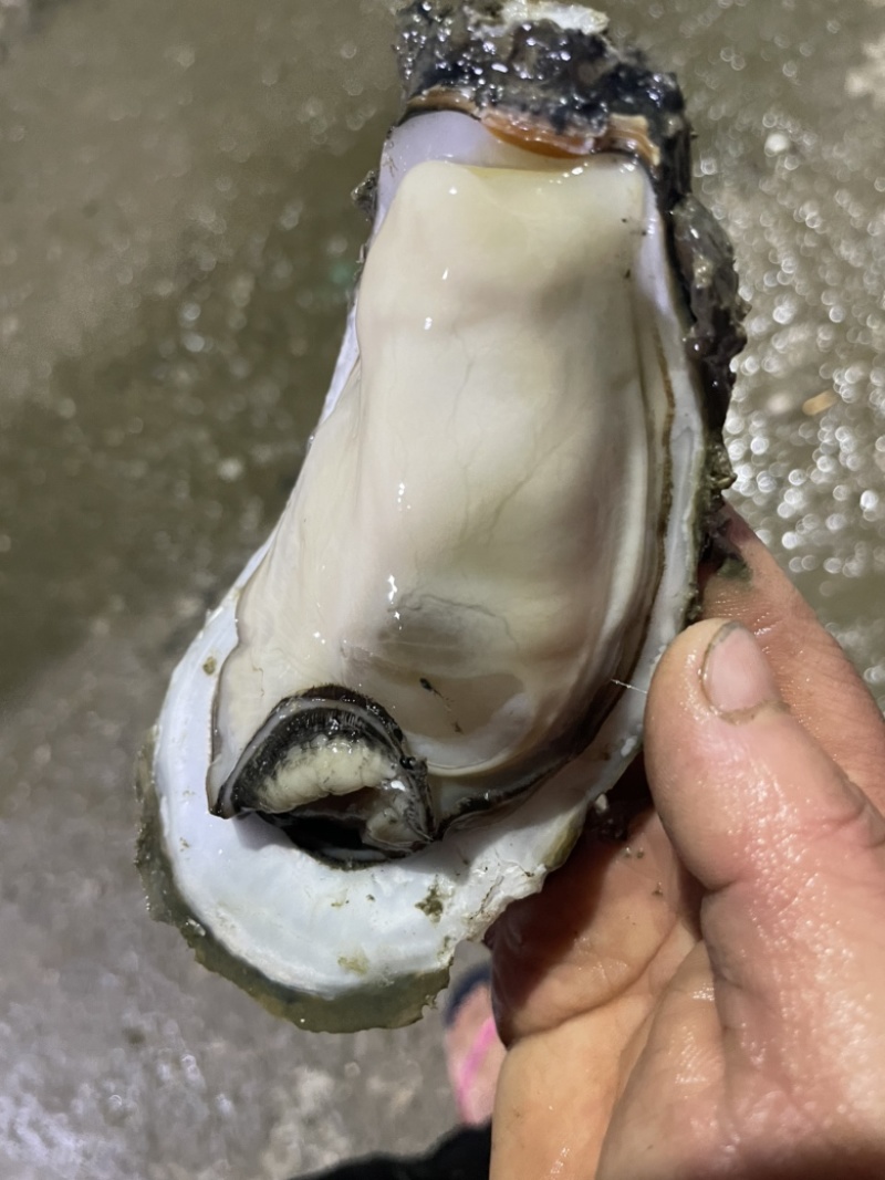 湛江三倍体，全规格。大蚝，特大蚝
