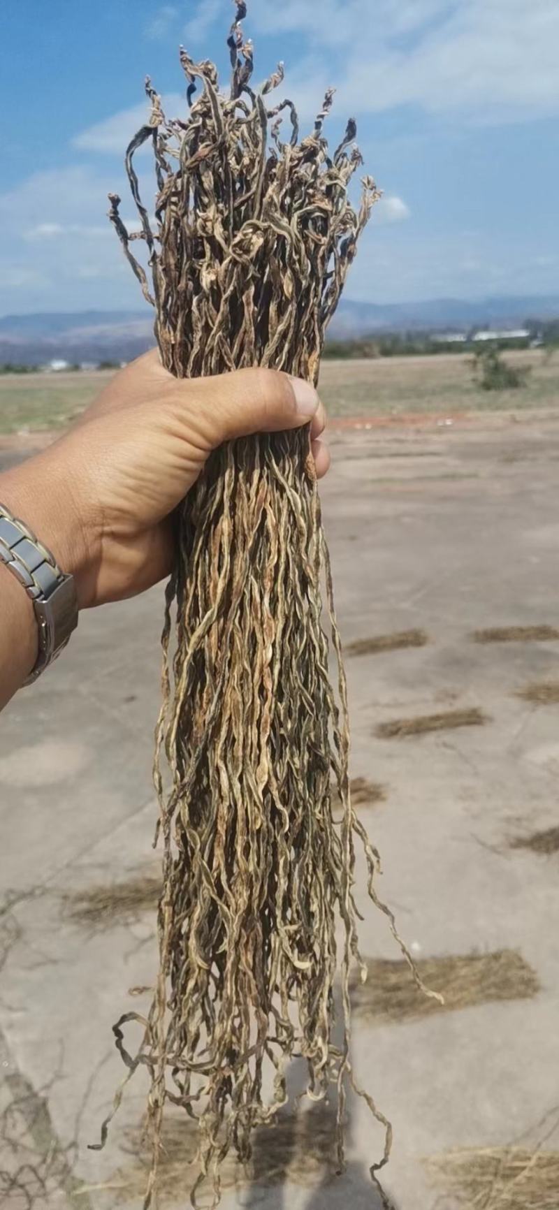 干豆角