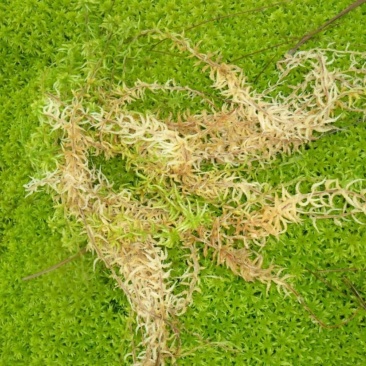 海花草，水苔