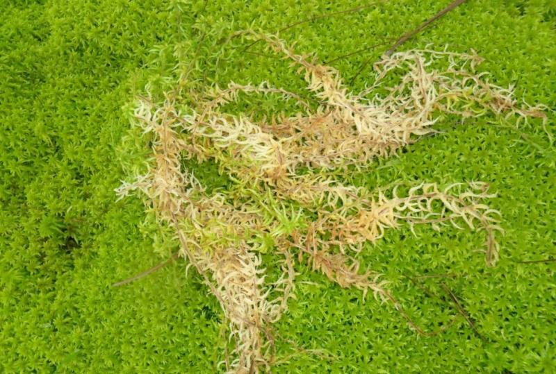 海花草，水苔
