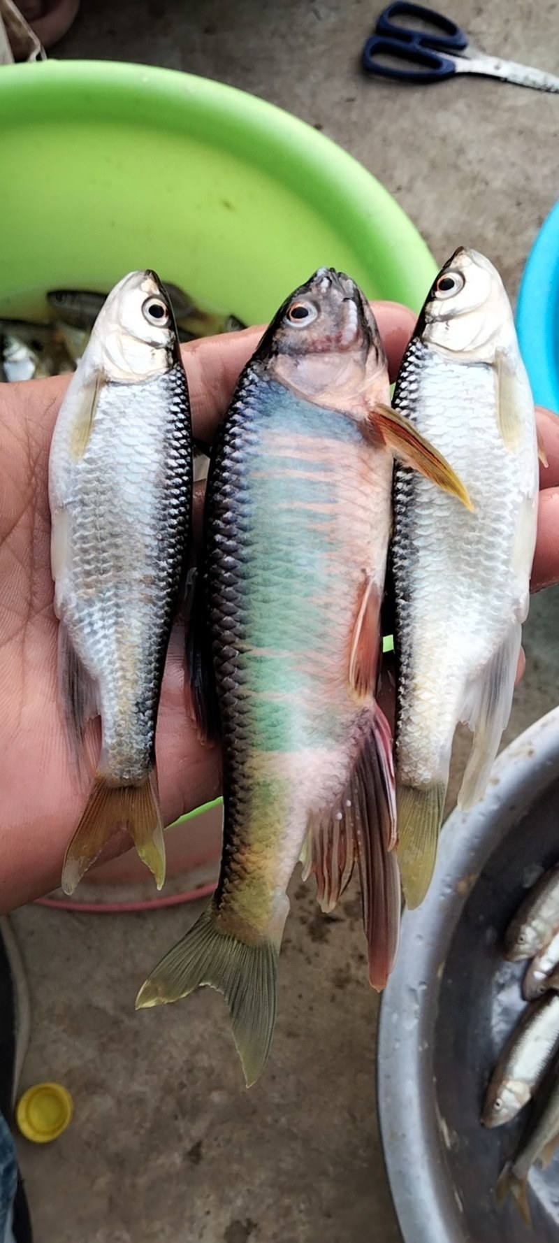 小嘴马口鱼桃花鱼