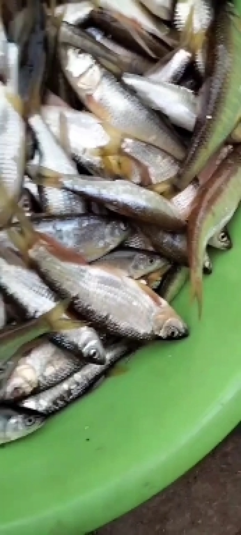 小嘴马口鱼桃花鱼
