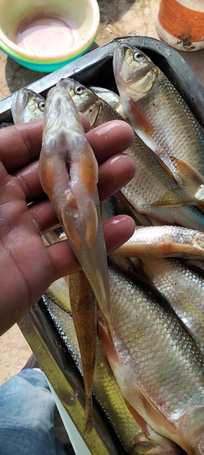 小嘴马口鱼桃花鱼