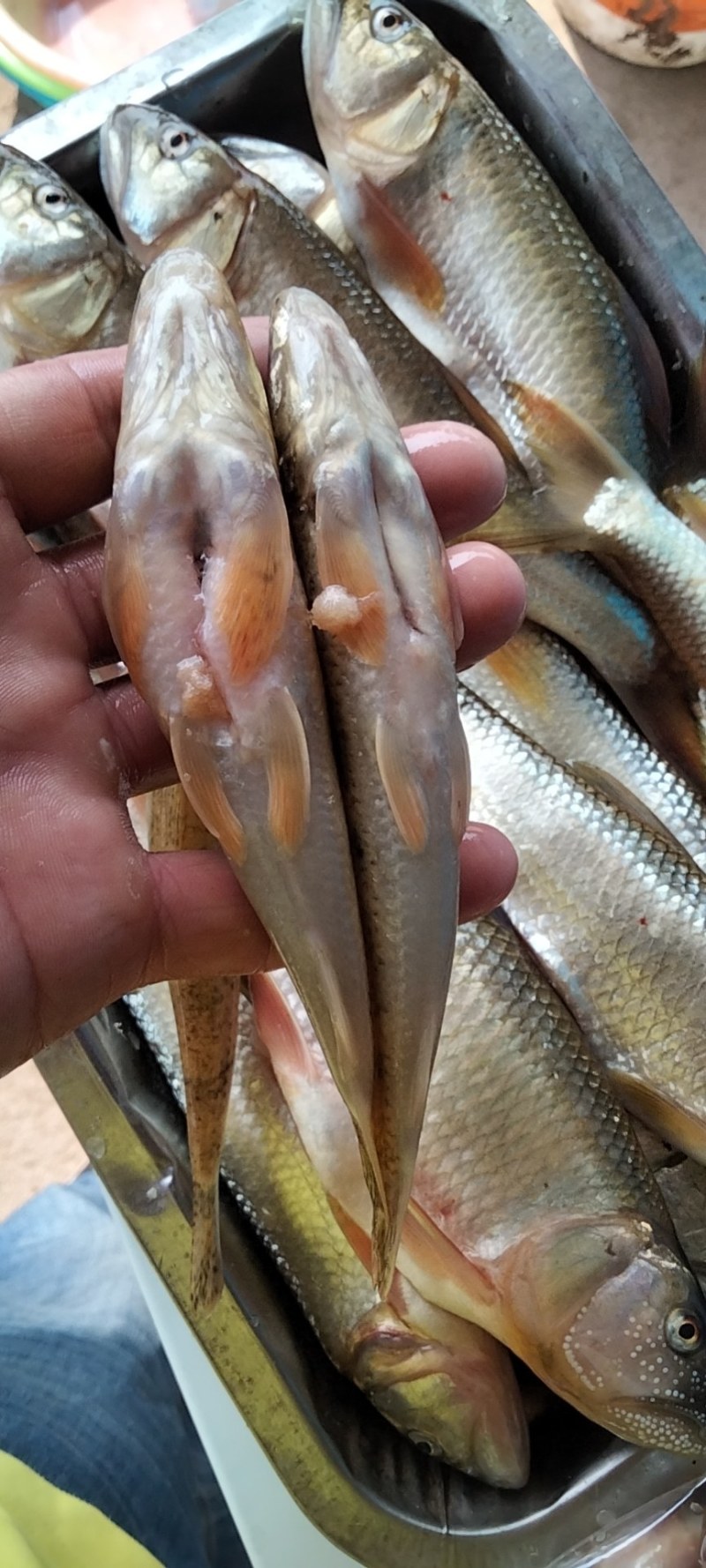 小嘴马口鱼桃花鱼