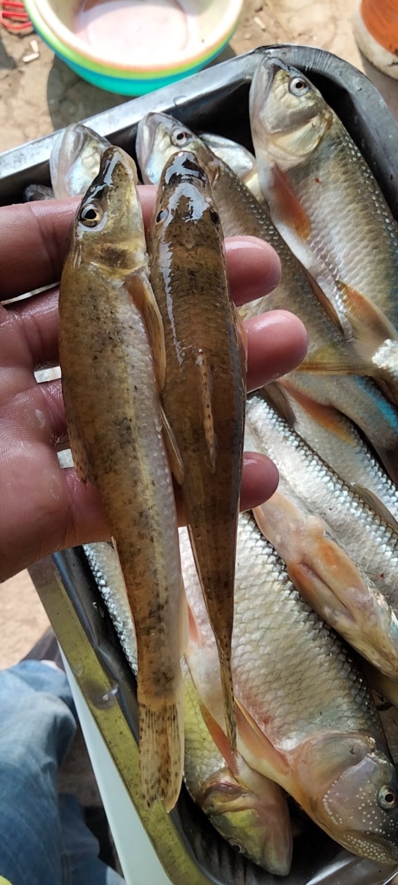 小嘴马口鱼桃花鱼