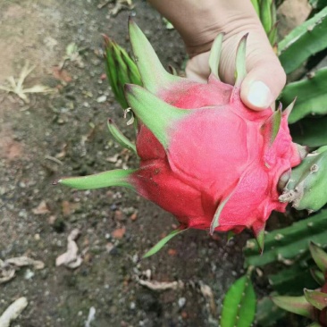 火龙果