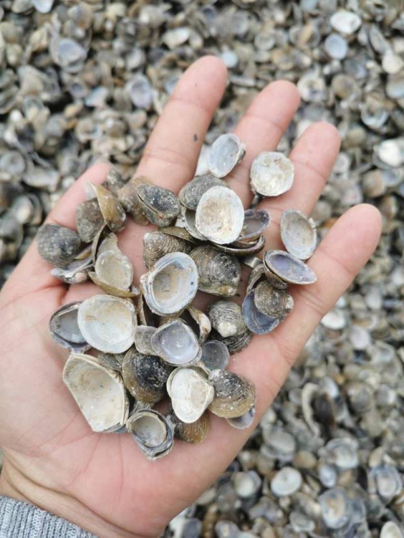 河蚬壳，黄沙蚬壳，蚬子壳，干贝壳