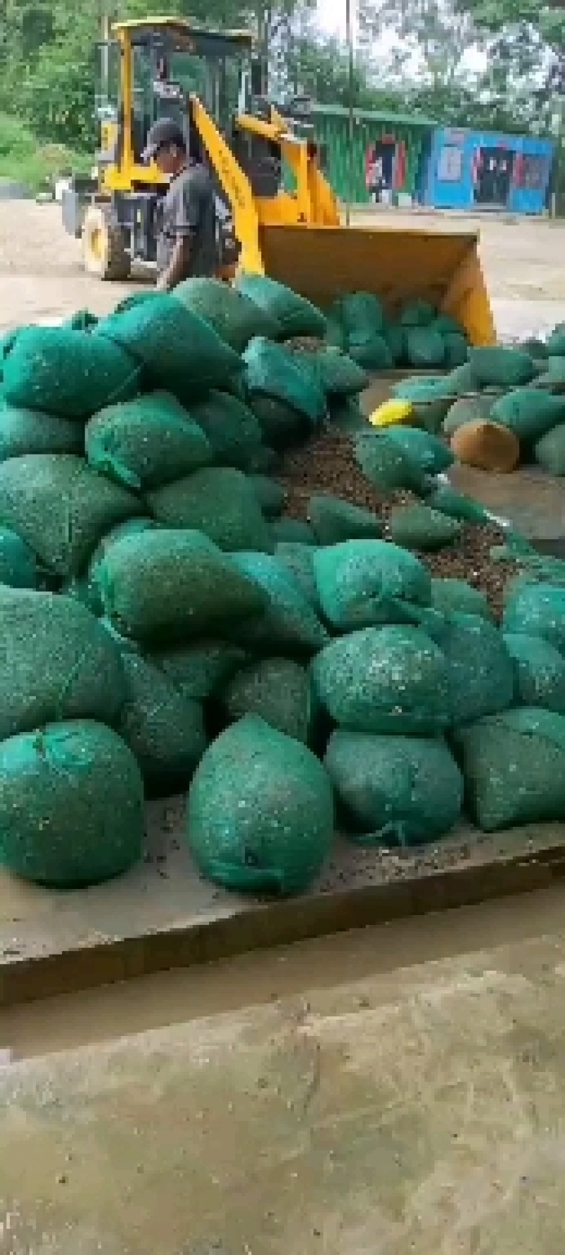 河蚬壳，黄沙蚬壳，蚬子壳，干贝壳