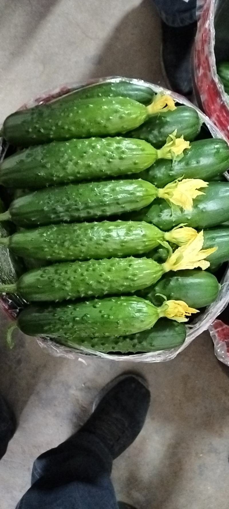 绥中旱黄瓜0.5