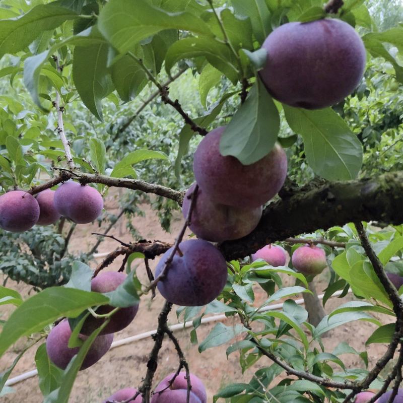 黑总统，紫琥珀，红布林，青脆李大量上市中