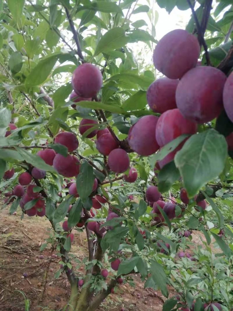 黑总统，紫琥珀，红布林，青脆李大量上市中