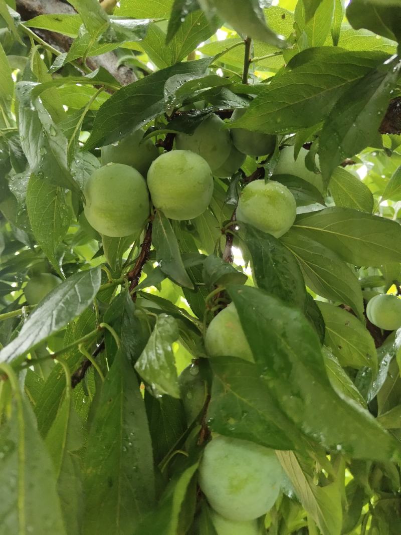 黑总统，紫琥珀，红布林，青脆李大量上市中