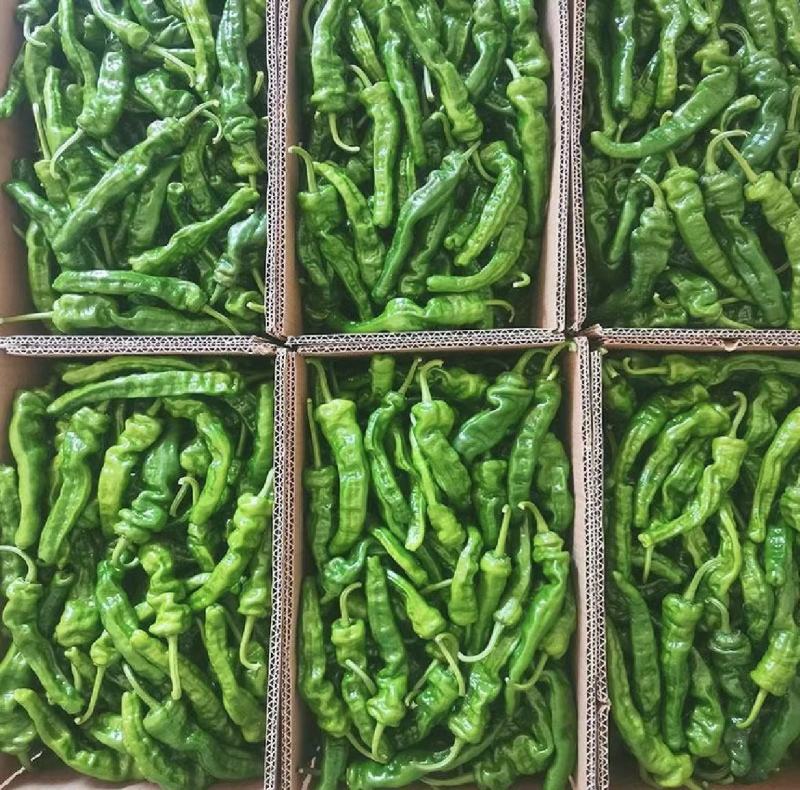 【实力】薄皮椒芜湖椒五号电商直供全国发货量大从优