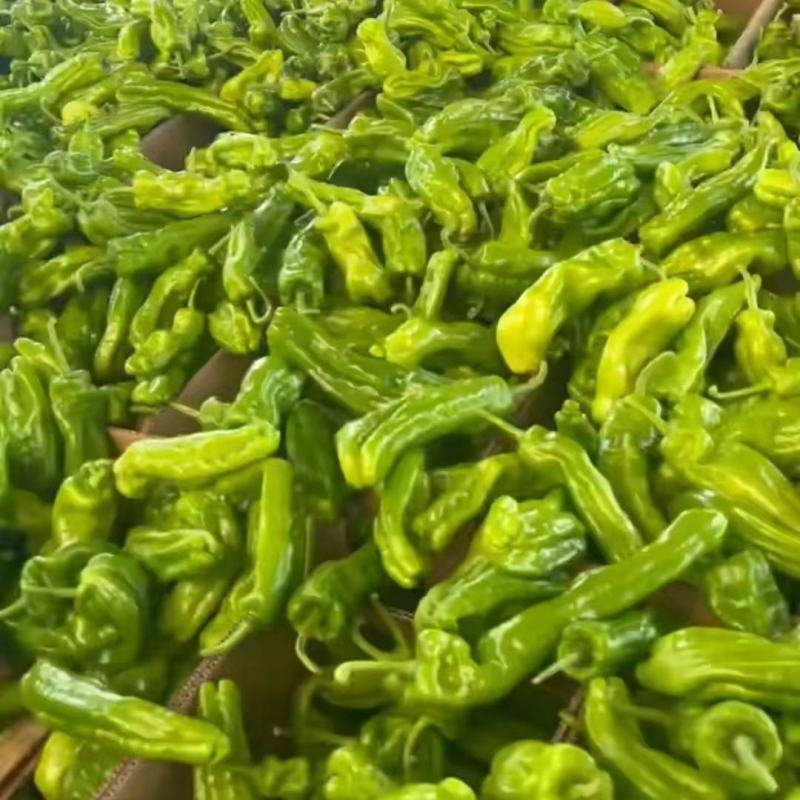 【实力】薄皮椒芜湖椒五号电商直供全国发货量大从优