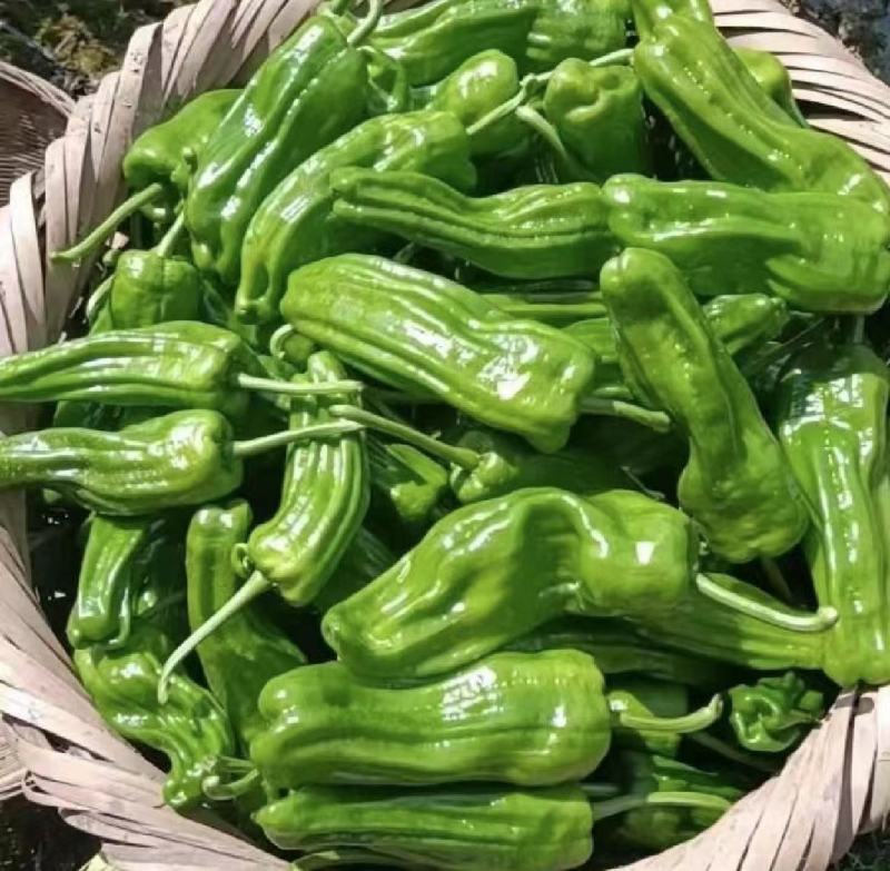 【实力】薄皮椒芜湖椒五号电商直供全国发货量大从优