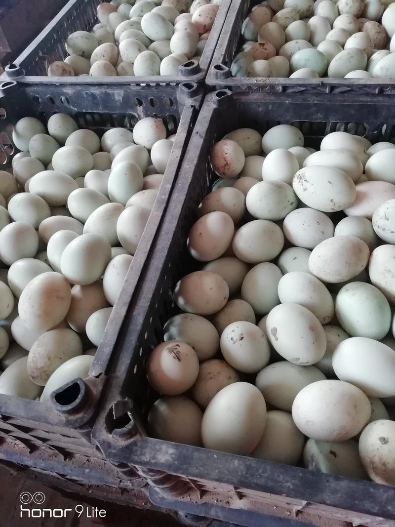 厂家常年批发烤鸭蛋松花蛋麻酱鸡蛋全都有来一亩田看货下订单