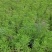 救心菜种苗高钙菜苗费菜苗基地直发养心菜苗现挖苗成活率高