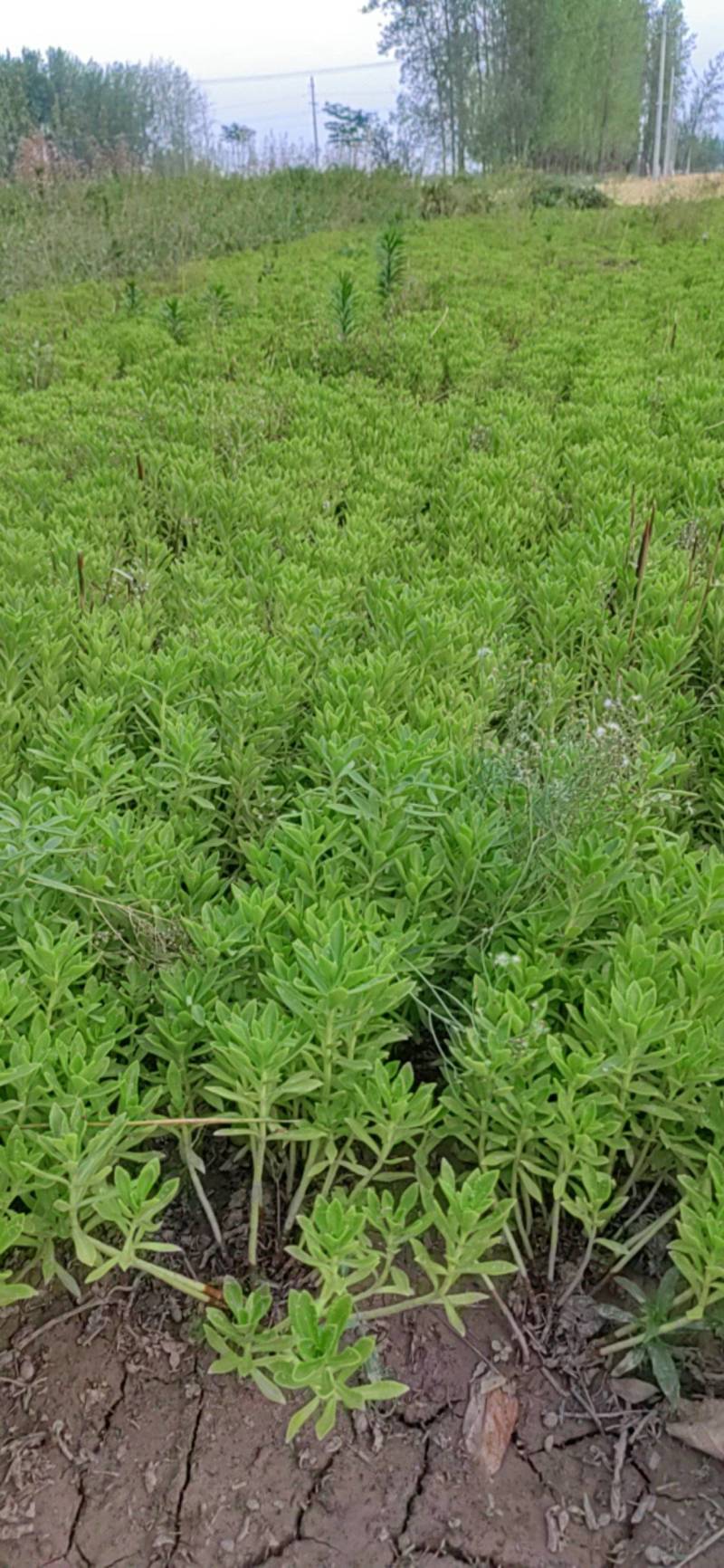 救心菜种苗高钙菜苗费菜苗基地直发养心菜苗现挖苗成活率高