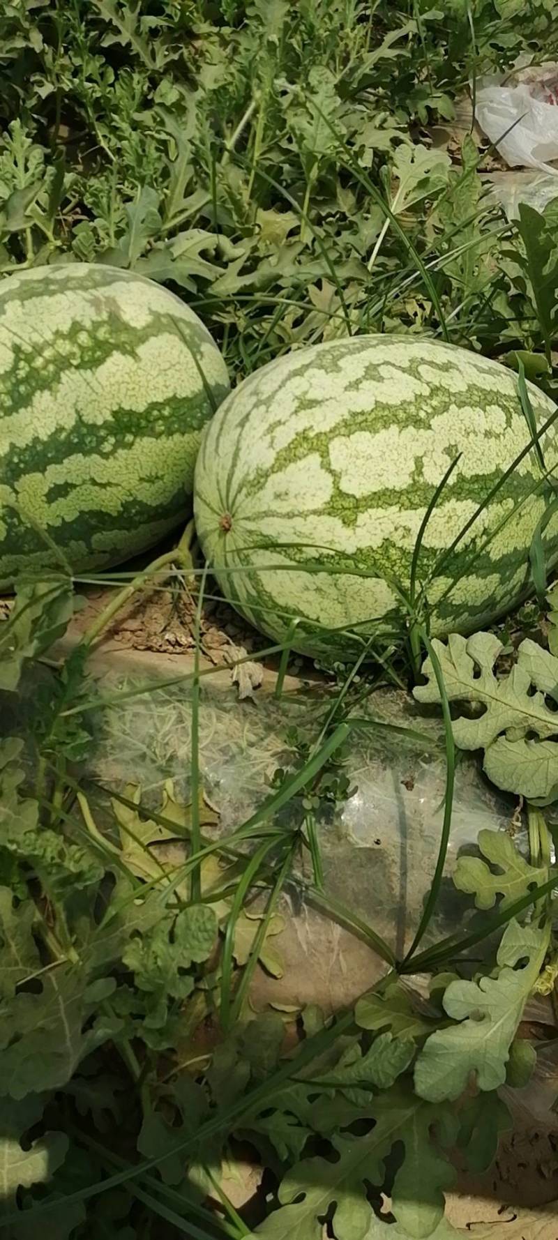 山西万荣金城五，金花六西瓜大量有货，万亩产地，包熟包甜