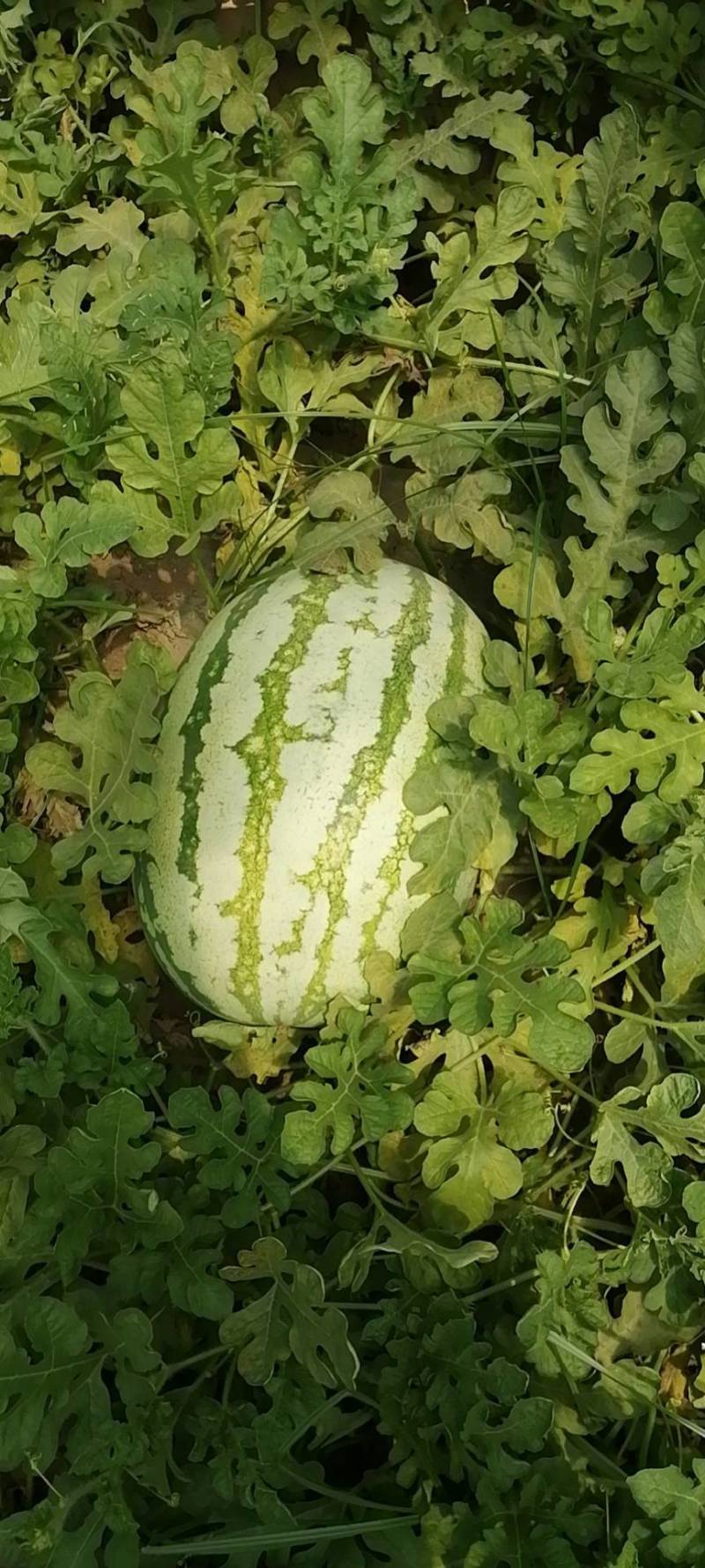 山西万荣金城五，金花六西瓜大量有货，万亩产地，包熟包甜