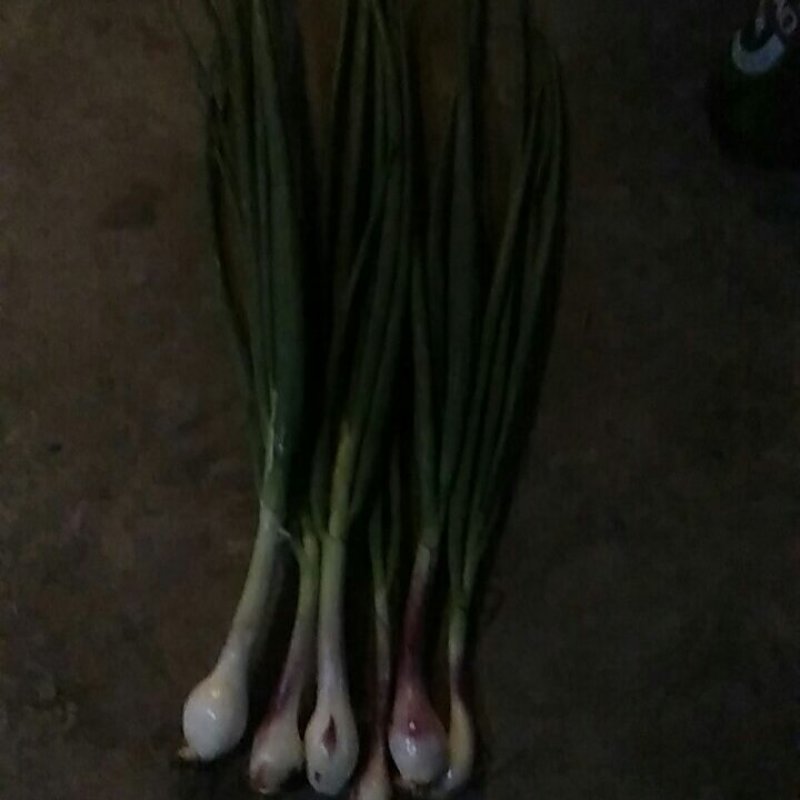 毛葱蒜苗