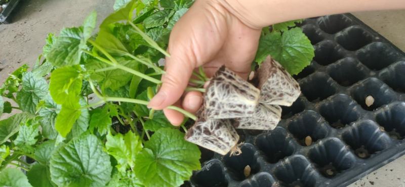 多凉苦瓜苗《长势强，抗性好，大肉油苦瓜，种子，种苗》