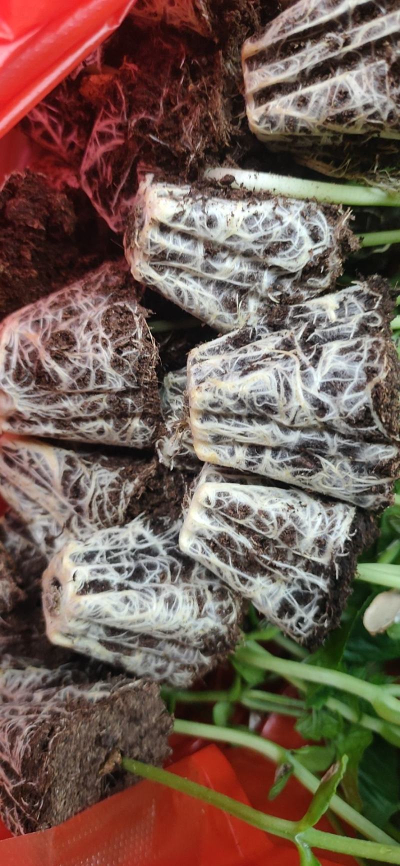 多凉苦瓜苗《长势强，抗性好，大肉油苦瓜，种子，种苗》