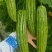 多凉苦瓜苗《长势强，抗性好，大肉油苦瓜，种子，种苗》