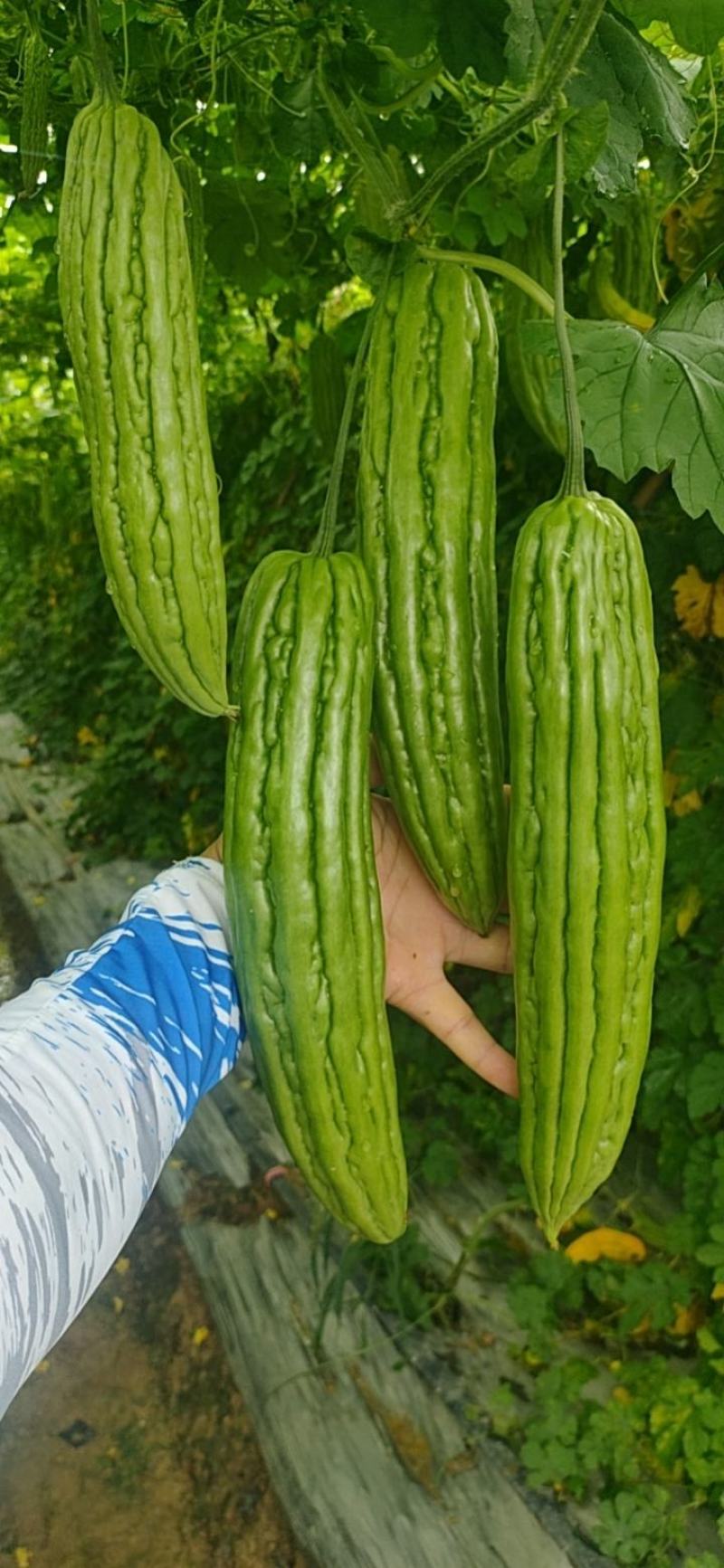 多凉苦瓜苗《长势强，抗性好，大肉油苦瓜，种子，种苗》