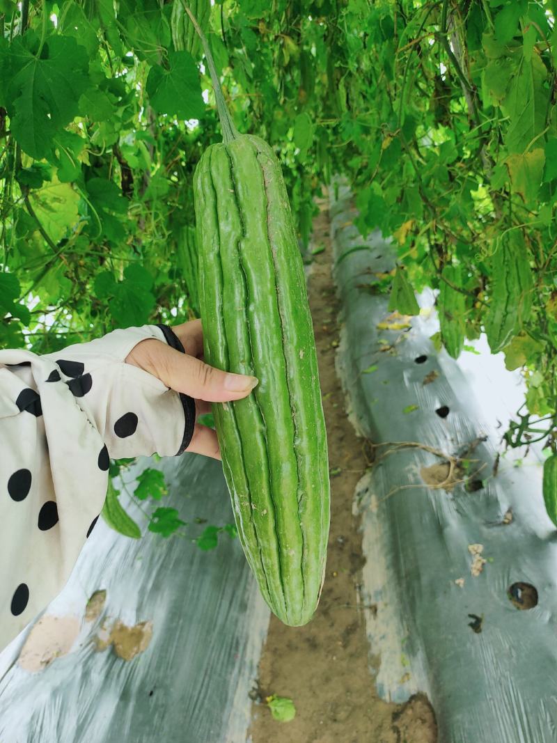 多凉苦瓜苗《长势强，抗性好，大肉油苦瓜，种子，种苗》
