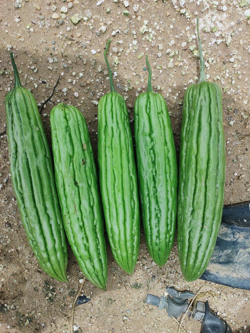 多凉苦瓜苗《长势强，抗性好，大肉油苦瓜，种子，种苗》
