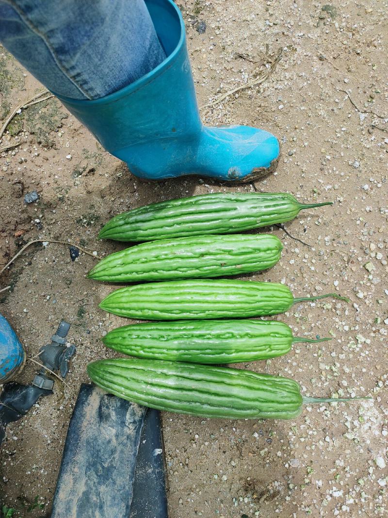 多凉苦瓜苗《长势强，抗性好，大肉油苦瓜，种子，种苗》