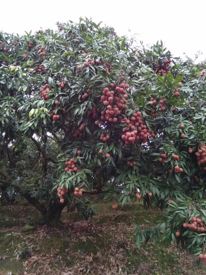 黑叶荔枝