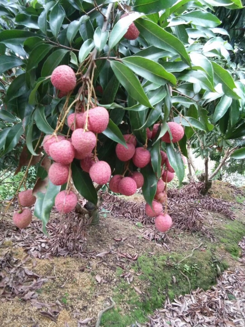 黑叶荔枝